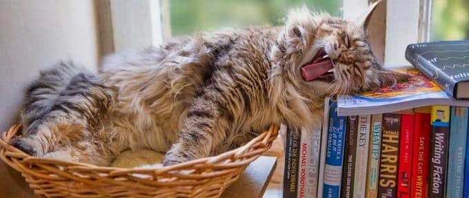 10 Cat Books to Curl Up With