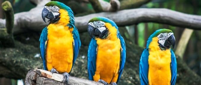 three birds perched on a branch