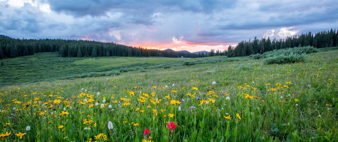 flowery field with mountains and sunset in back